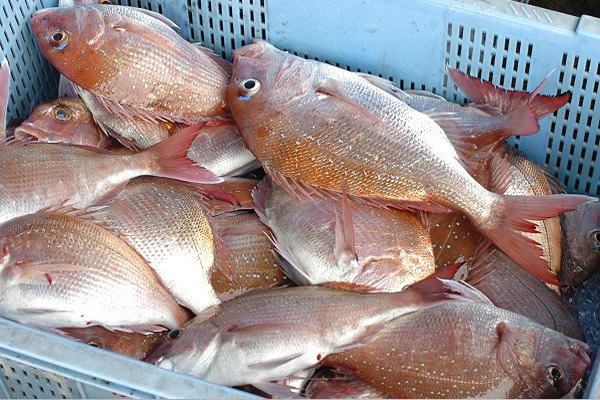 チダイ・コダイ