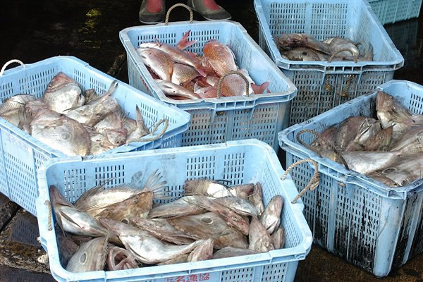 チダイ・コダイ