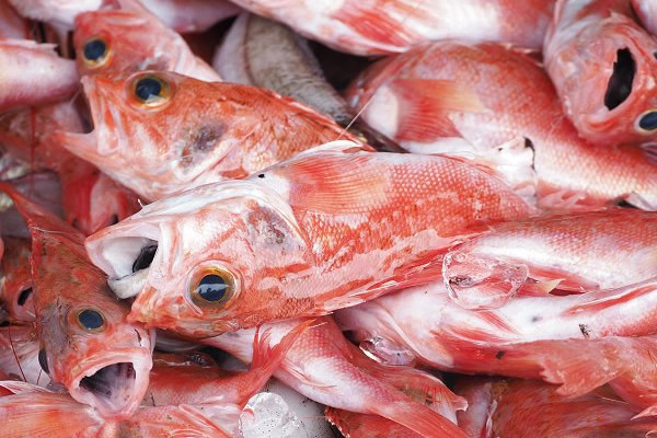 チョウカ(ユメカサゴ)