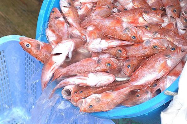 チョウカ(ユメカサゴ)