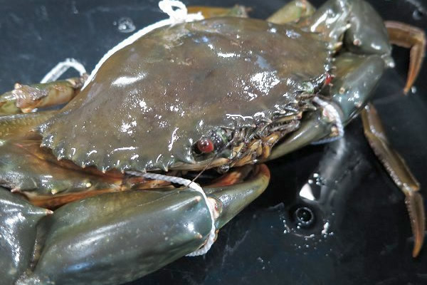 ドウマン・トゲノコギリガザミ