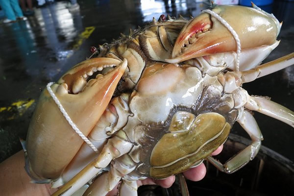 ドウマン・トゲノコギリガザミ