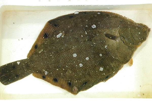 ホシガレイ・ギミ