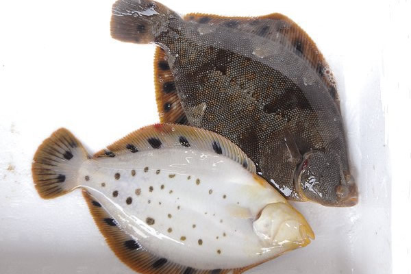 ホシガレイ・ギミ