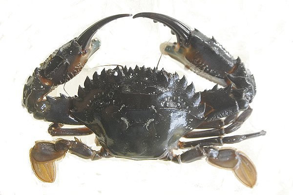 イシガニ・コウマル