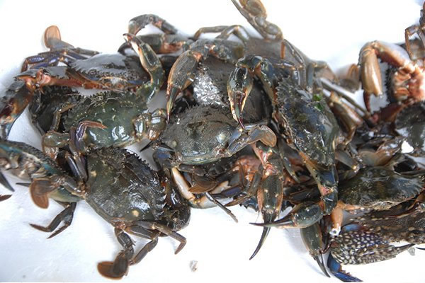 イシガニ・コウマル