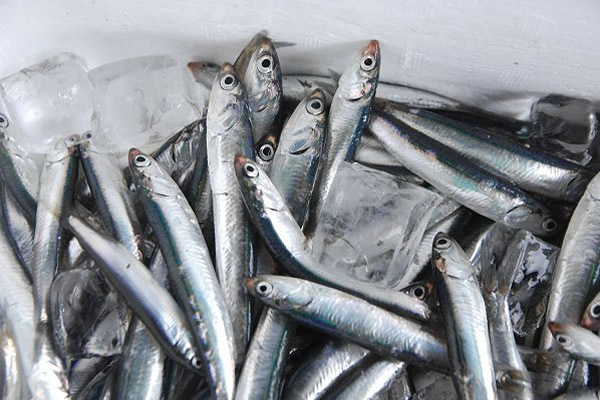 カタクチイワシ