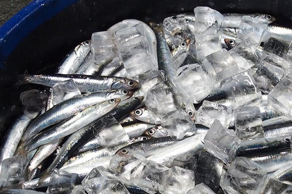 カタクチイワシ