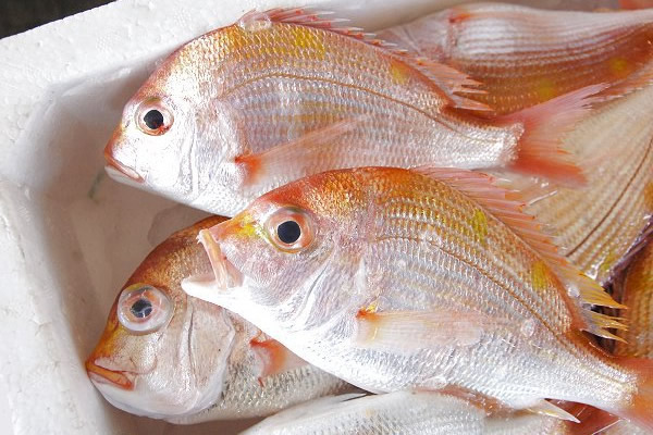 キダイ・レンコダイ