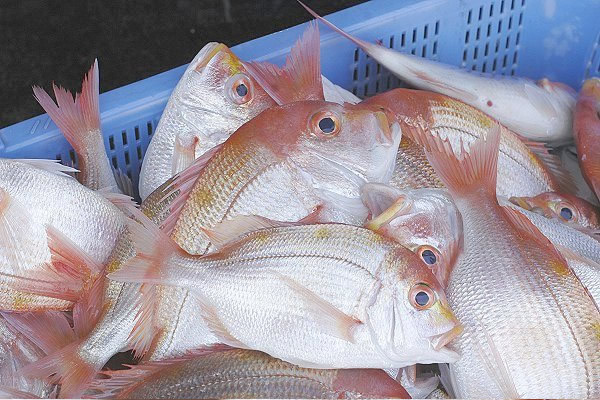 キダイ・レンコダイ