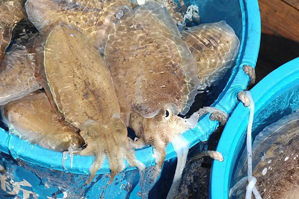 コウイカ・モンコウイカ