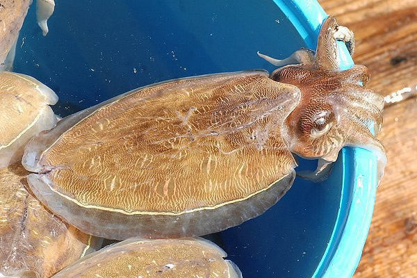 コウイカ・モンコウイカ