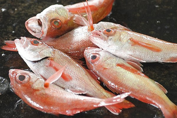 アカムツ(ノドグロ)