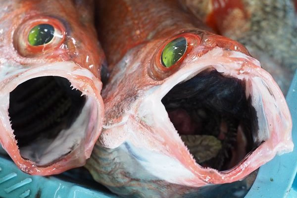 アカムツ(ノドグロ)