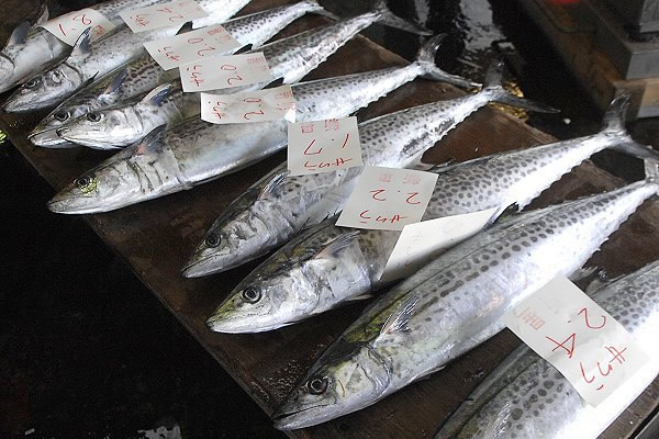 サワラ・サゴシ