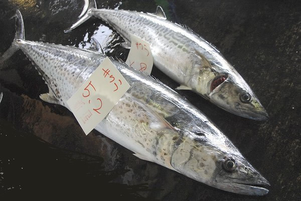 サワラ・サゴシ