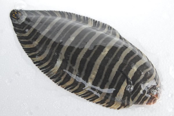 シマウシノシタ