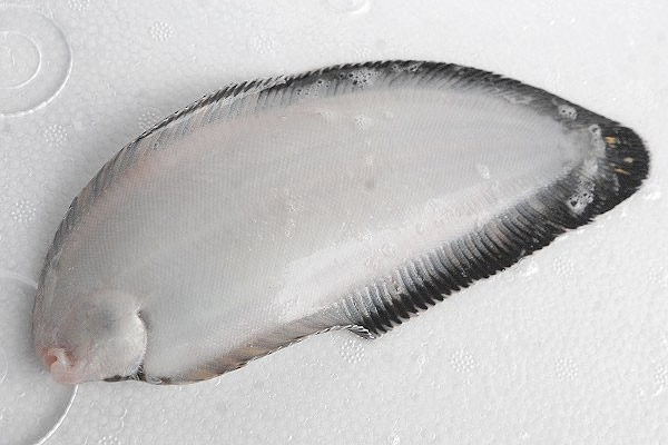 シマウシノシタ