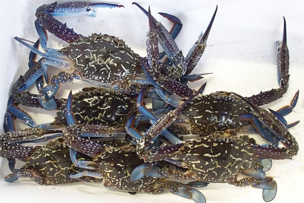 タイワンガザミ