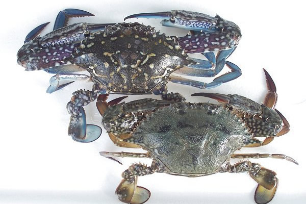 タイワンガザミ