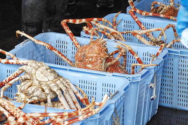 ヘイケカニ・タカアシガニ