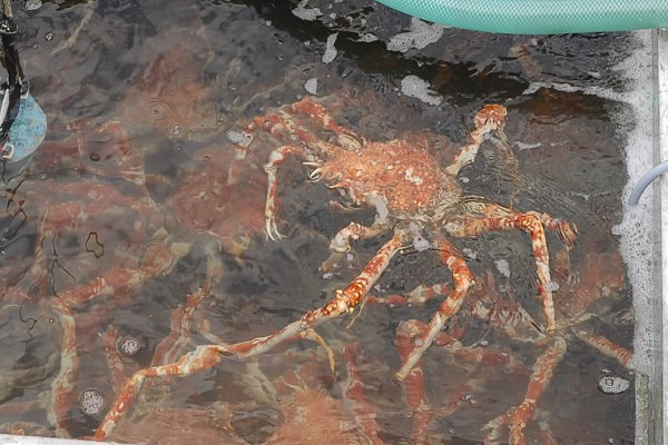 ヘイケカニ・タカアシガニ