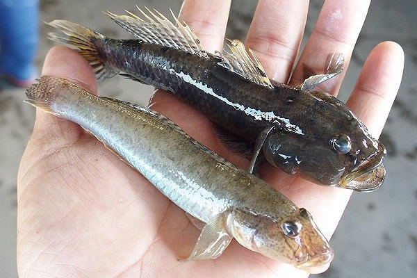 夏ハゼ・ウロハゼ