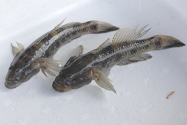 夏ハゼ・ウロハゼ