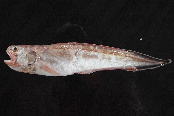 シゲ・ヨロイイタチウオ