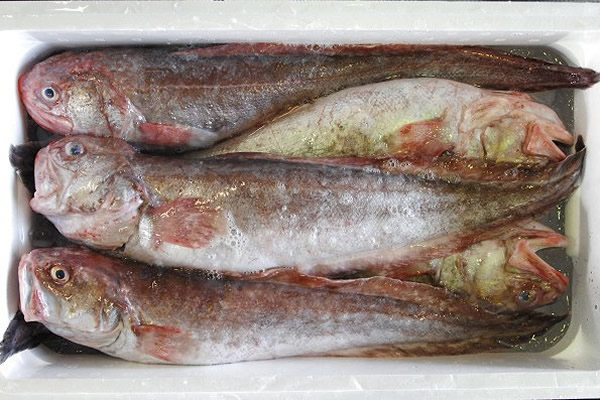 シゲ・ヨロイイタチウオ